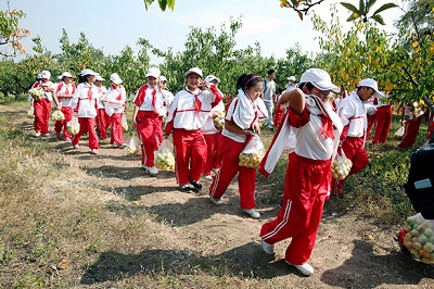 秋日梨園　歡樂(lè)采摘